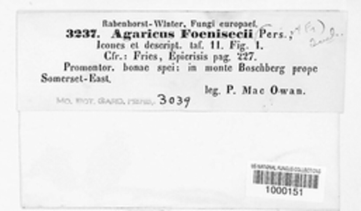 Panaeolina foenisecii image